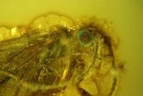 mm Caddisfly (Trichoptera) In Baltic Amber - Green Eye! #123379-2